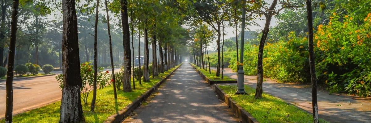 A paved walking path running between rows of tall trees in a green city park on a sunny day, a setting that fits health psychologist jobs.