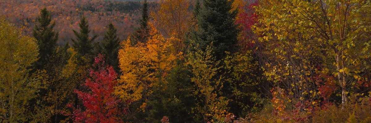 Colorful autumn trees in White Mountain National Forest, New Hampshire