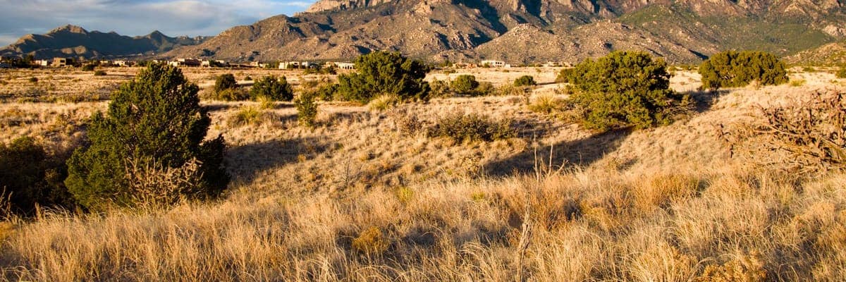 The Sandia Mountains near Albuquerque, New Mexico, at sunset with desert plants in the foreground