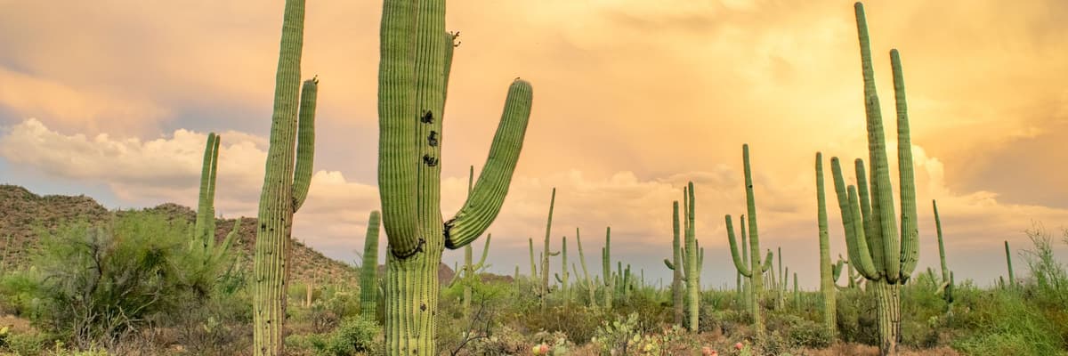 Tall saguaro cacti and blooming prickly pear under a golden sunset sky in the Sonoran Desert of Arizona. The photograph opens the ranking of PsyD programs in Arizona.