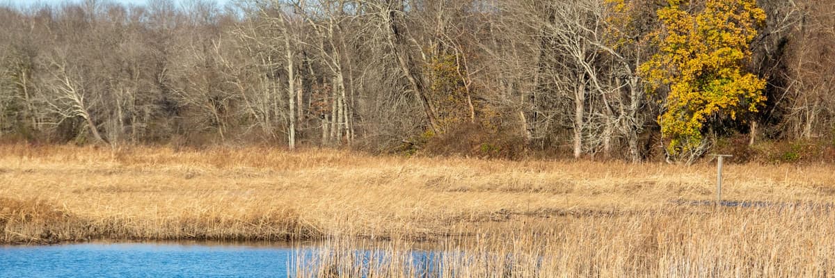 A salt marsh of golden reeds beside a blue tidal inlet, with bare woods and one yellow maple behind, in Deep River, Connecticut. The photograph opens the ranking of PsyD programs in Connecticut.