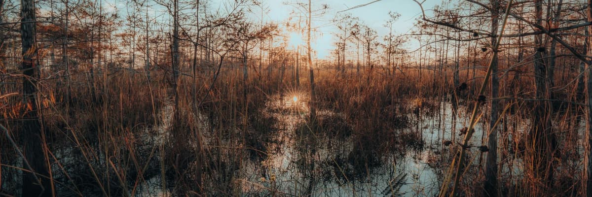 Late sun through cypress trees and tall marsh grass over shallow water in a Florida wetland. The photograph opens the ranking of PsyD programs in Florida.