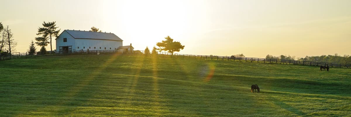 A white barn and grazing horses on a sunlit bluegrass pasture behind a wooden plank fence on a Kentucky horse farm. The photograph opens the ranking of PsyD programs in Kentucky.