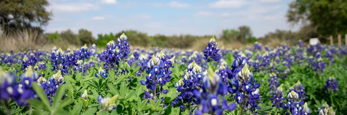 A field of bluebonnets in bloom under a blue sky in Texas. The photograph opens the ranking of PsyD programs in Texas.
